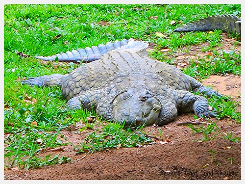 big fat crocodile | kevin tsai | Flickr