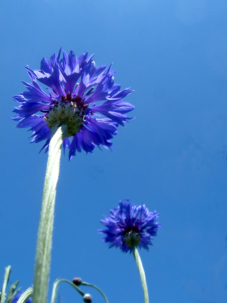 Cornflower