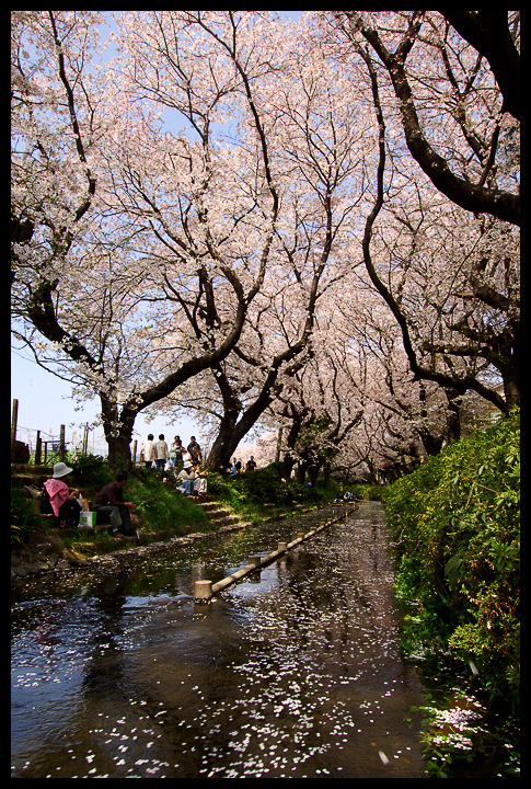 Shukugawara cherry blossoms