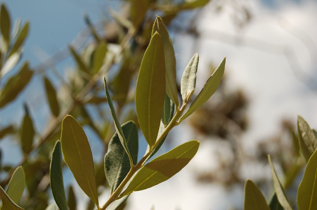 Liść oliwny przeciw wirusom