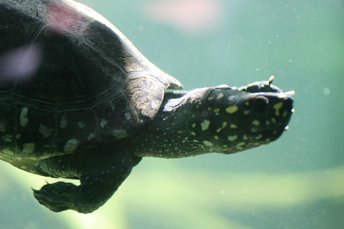 Turtle | Nathan Gibbs | Flickr