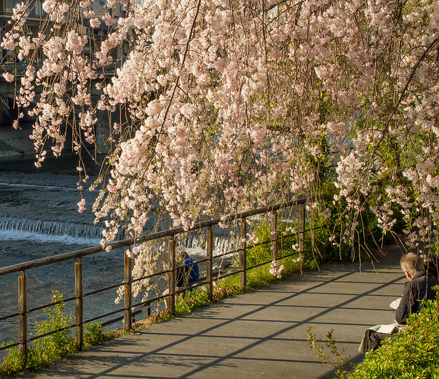 Cherry blossom by the river in Kyoto, Japan