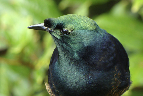 Ribbon-tailed Astrapia 01155L - Version 2 by Stu.Elsom,                                iphotooriginal