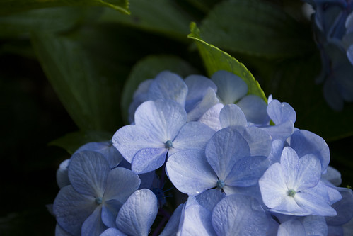 brasil brazil santacatarina sc sul flower fraiburgo flor blue nikon nikond3100 d3100 garden jardim leaf