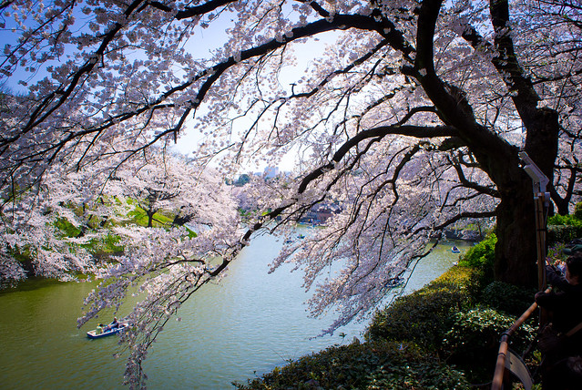 千鳥ヶ淵 桜