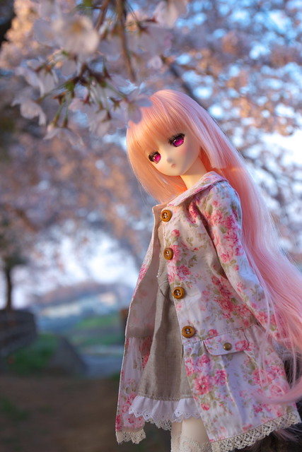 Cherry blossom and Lucy