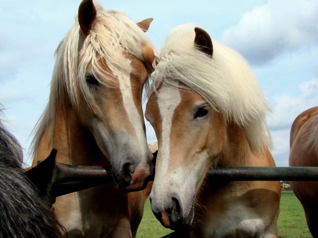 Equine Affection