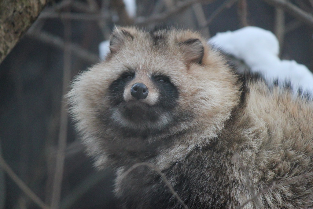 Raccoon dog / エゾタヌキ | Maruyama zoo, Sapporo, Hokkaido, Japan