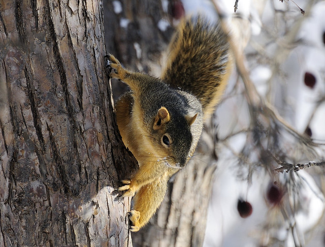 Squirrel 34, Colorado