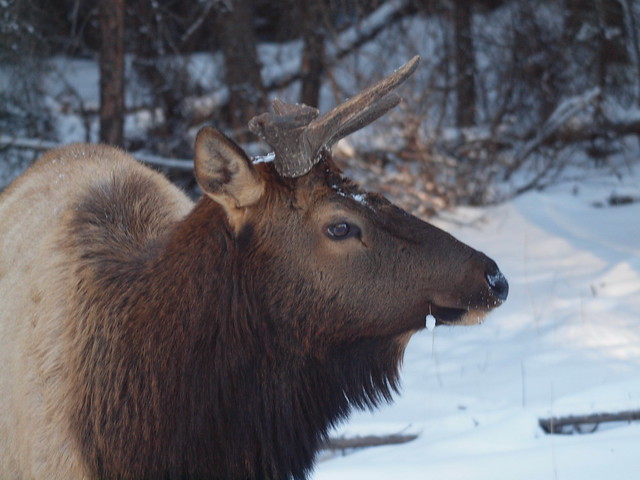 Elk on Tunnel Mountain, Banff, Alberta