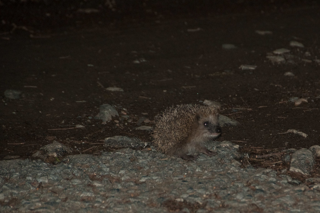 Super-Cute | He was scurrying around the road I walk along, … | Flickr