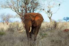 Majestic red elephant of Tsavo East