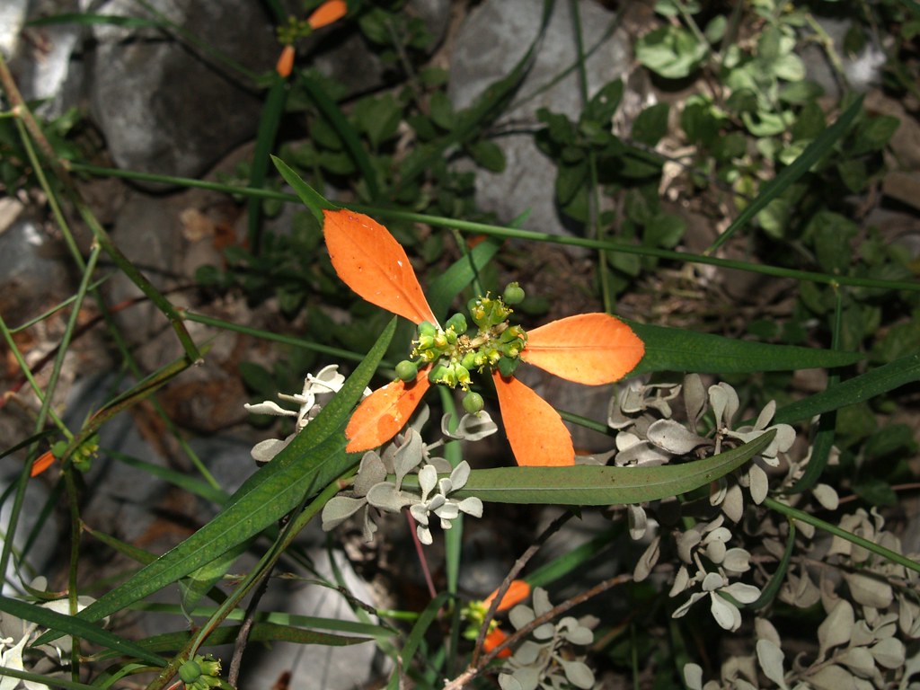 Nochebuena silvestre común (Euphorbia cyathophora), HOJAS | Flickr