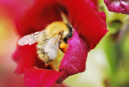Bee Happy! by epicnom