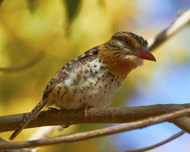 Rapazinho-dos-velhos (Spot-backed Puffbird)