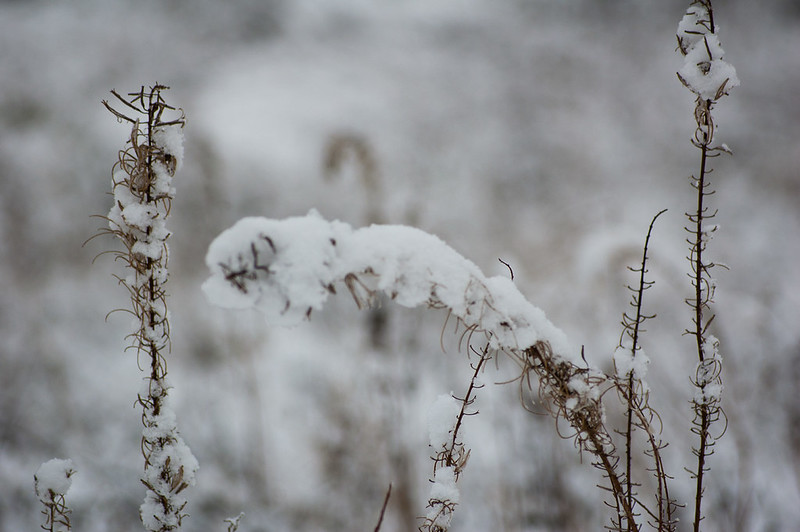 Rosebay willowherb weighed down by snow