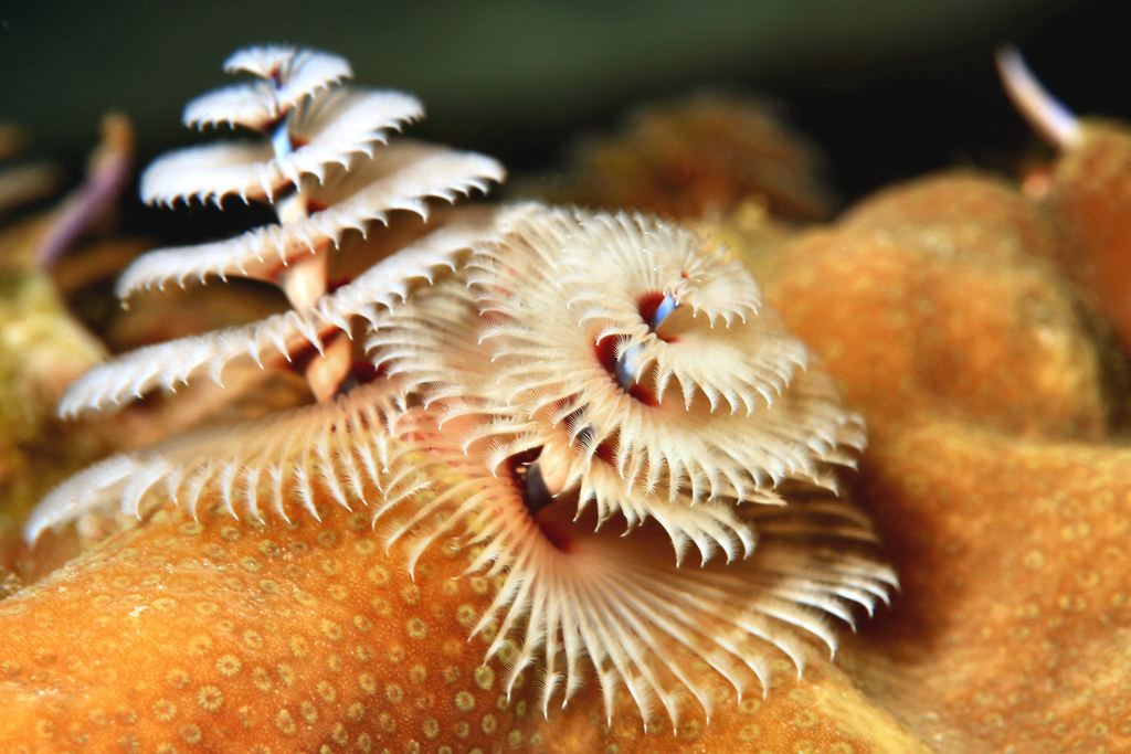 Have a Holly Jolly Christmas Tree Worm