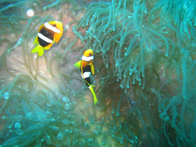 Kavieng underwater 309
