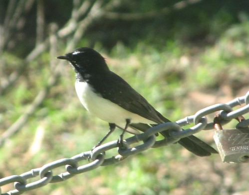 wagtail willie
