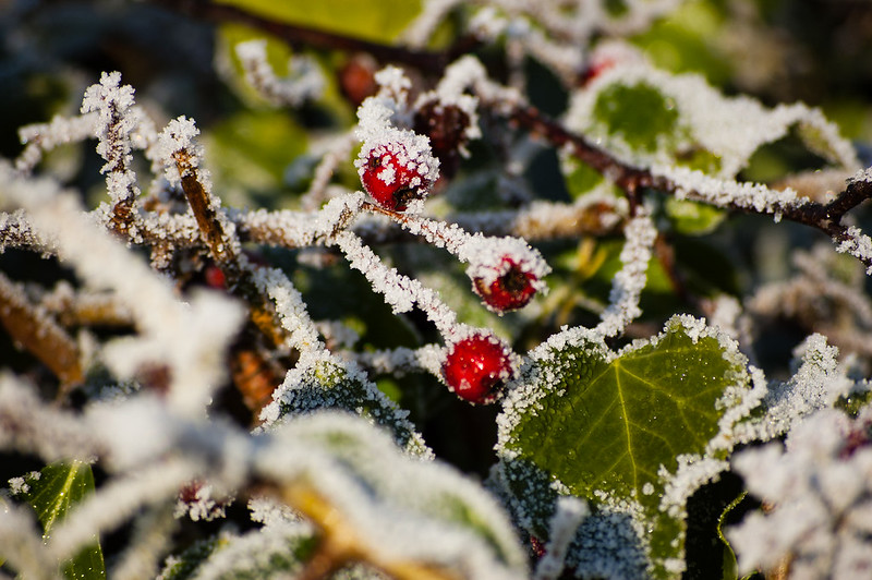 Frosted haws