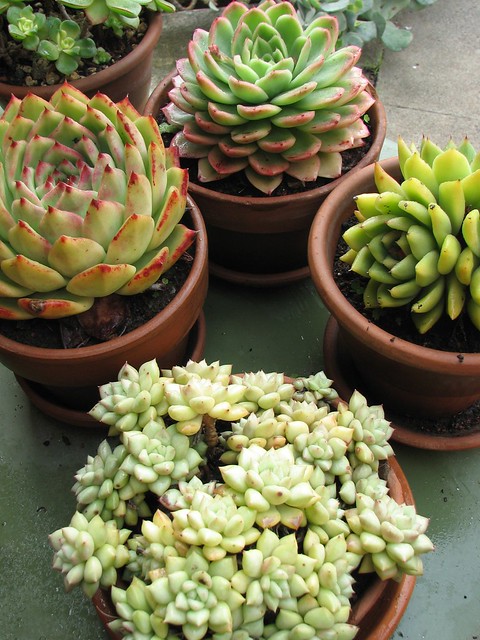 Some of our potted succulent collection