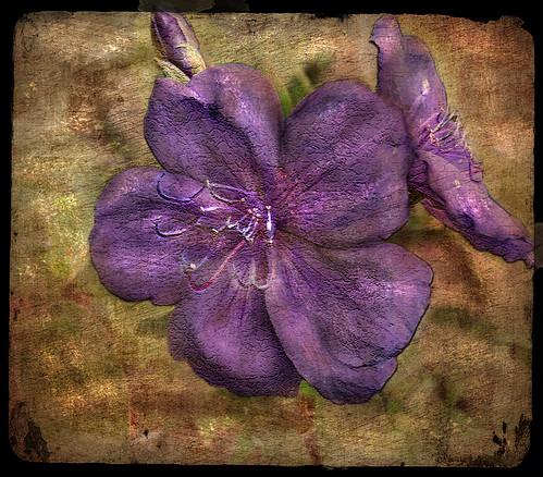 Purple flower - Study by B.M.K. Photography