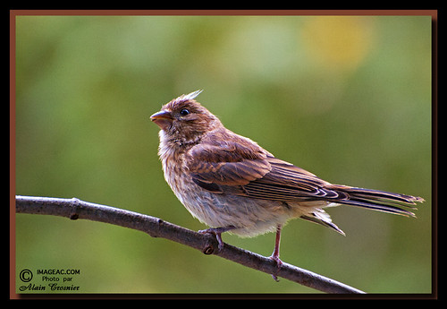 bird sparrow oiseau bruant alaincrosnier imageaccom