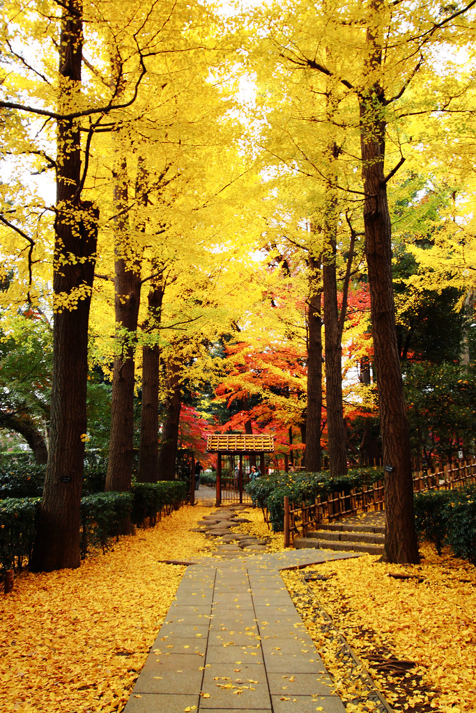 Япония в желтых тонах. Желтый на японском. Императорский парк Токио. Цветы Golden Road. Golden roads