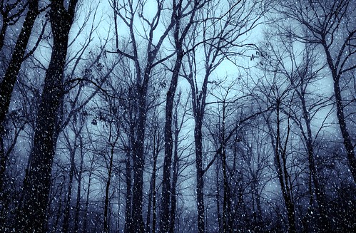 trees shadows forrest overcast blackwaterpark moodyspooky nikonflickraward ringexcellence dblringexcellence