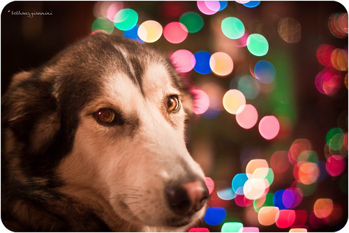 christmas dog pet tree animal nose lights eyes bokeh canine malamute evergreen fir companion alaskan frasier