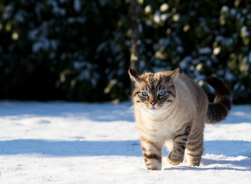Snow's Cat
