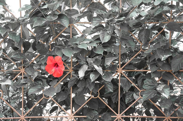 Flower on Fence
