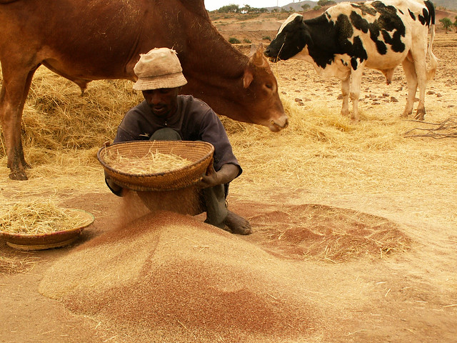 Farmer sifting teff near Axum