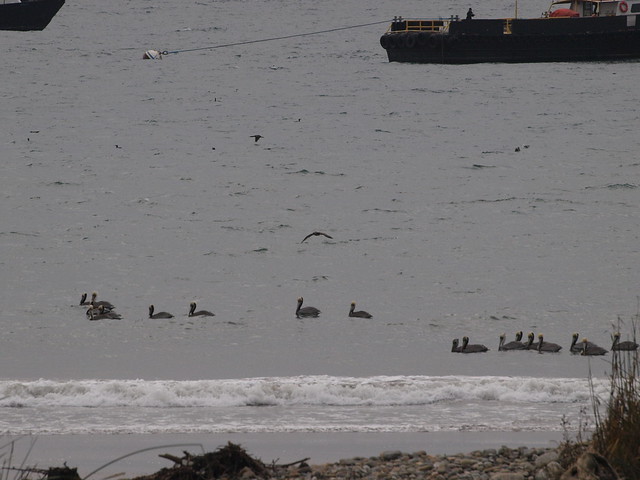 J1012828 bacara haskell beach tecolito creek veneco supply ships tugs brown pelican