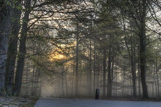 Veluwe, fog in the forest