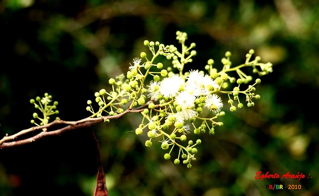 Flores da Seca: Angico (4)