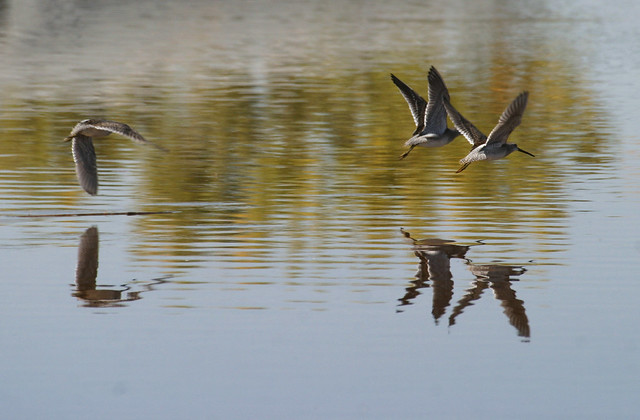 Long-billed Dowitchers (Limnodromus scolopaceus) ; Belen Wetlands, NM [Lou Feltz]