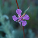 Flickr photo 'Clarkia rhomboidea (Broad-leaved, Rhomboid or Diamond Clarkia)' by: Tony Frates.