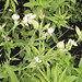 Flickr photo 'Lychnis alba  WHITE CAMPION' by: gmayfield10.