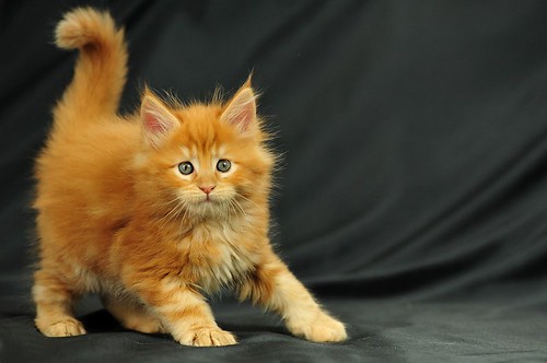 Ozzy | Mainecoon kitten Ozzy, India's 8 kittens born on Dec … | Flickr