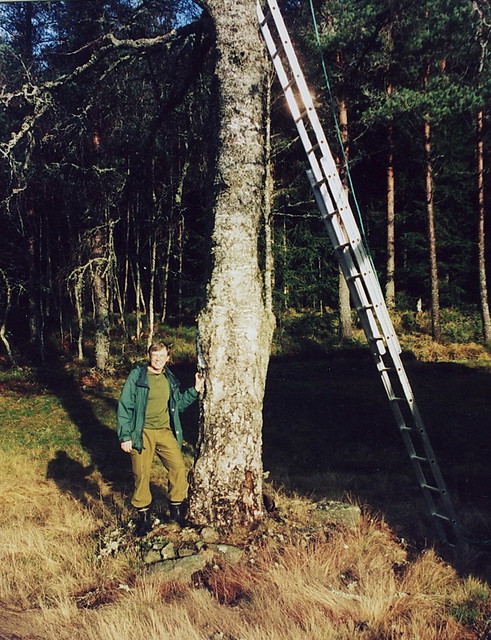 The birch grew big and threatened the house / Bjørka ble stor og truet Åsen
