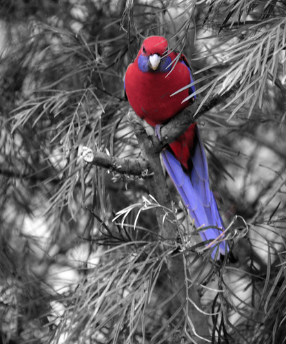 It's a grey world for a Parrot. | by rcesim