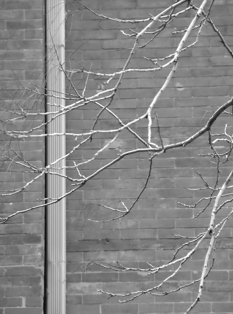 Branches, Downspout, Wall (Washington, DC)