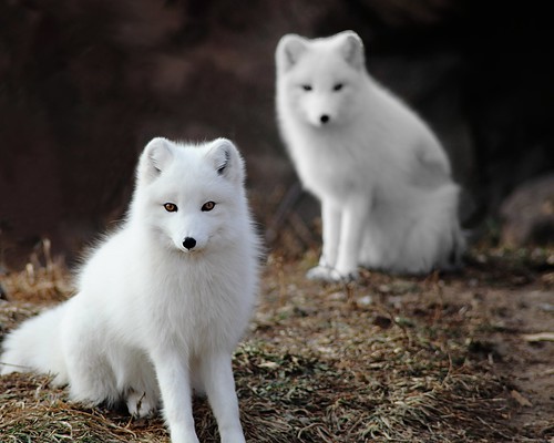 Arctic Fox And Friend by Brian Callahan (Luxgnos.com)