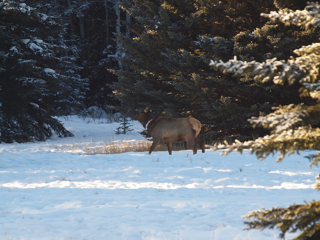 Elk in Banff, Alberta - Winter time