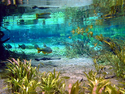 Aquario Natural | by fundacaofernandopolis