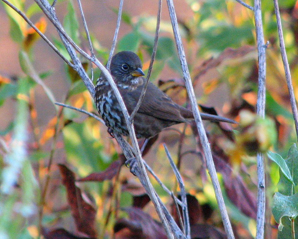 Sooty Fox Sparrow 29 Sep 10