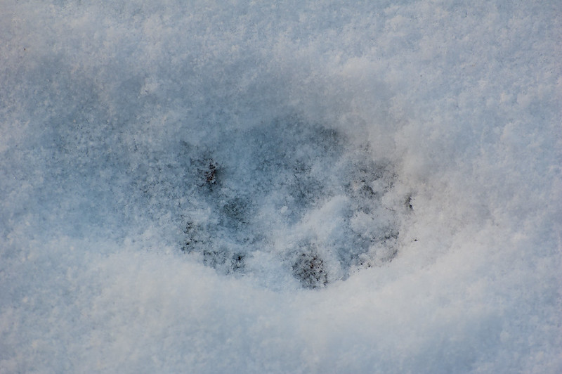 Badger footprint