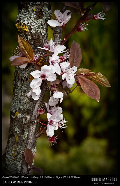 La Flor del Prunus