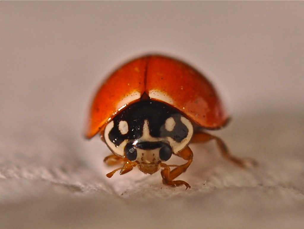 Full frontal face macro of a red ladybug  -